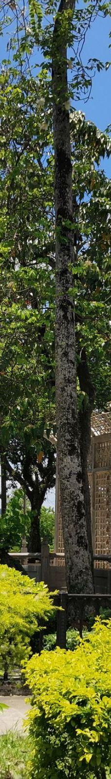 开平碉楼文化旅游区-开平