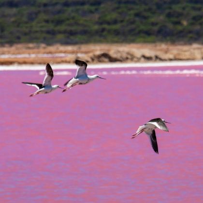 澳大利亚阿德莱德9日8晚私家团