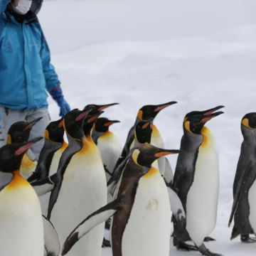 日本大阪+京都+奈良市+北海道札幌+小樽+洞爷湖町+旭川+富良野10日9晚拼小团