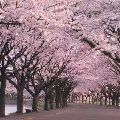 日本秋田4日3晚私家团