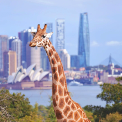 澳大利亚悉尼+墨尔本+菲利普岛+普芬比利蒸汽火车12日9晚拼小团