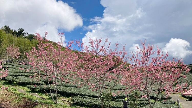2-Day Alishan Taiwan 2 Day Private Tour from Taipei