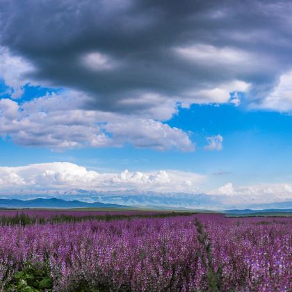 新疆伊犁8日7晚拼小团
