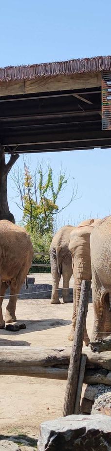 上海野生动物园-上海