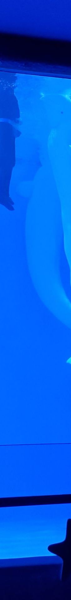 淮安-Elephant+Redwine