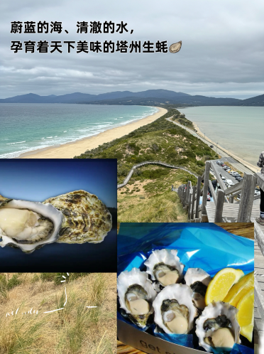 布鲁尼岛生蚝号称是澳洲非常好吃的生蚝 霍巴特
