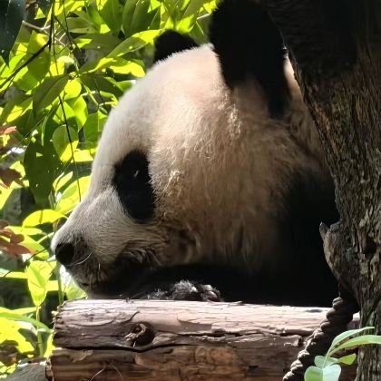 成都+三星堆博物馆+都江堰景区6日5晚私家团