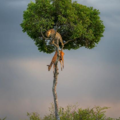坦桑尼亚+桑给巴尔岛10日8晚私家团