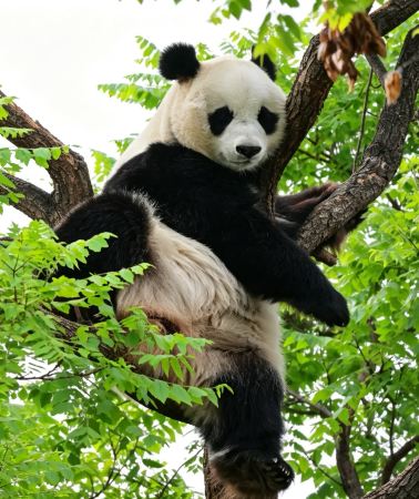 3泊4日 • ムスリムに優しい北京の魅力を発見：皇帝の時代からジャイアントパンダ、ムスリム文化遺産まで