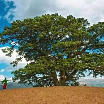 云南昆明+弥勒+普者黑风景区+元阳+建水+抚仙湖+碧色寨风景区+东川红土地+元谋土林9日8晚私家团