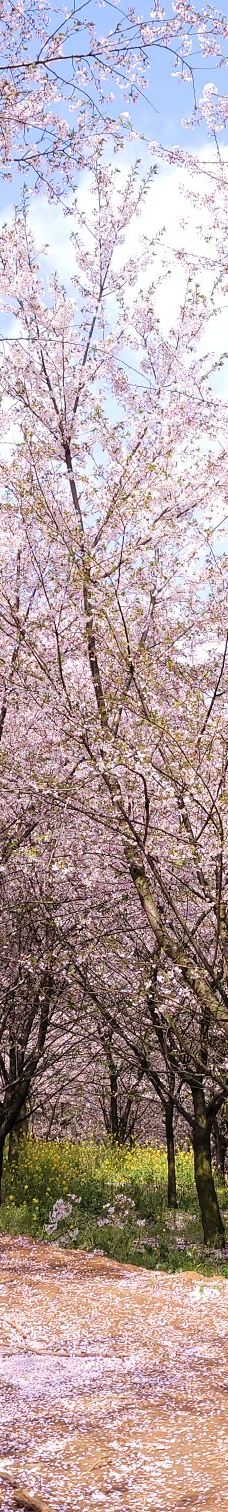 贵安樱花园-安顺