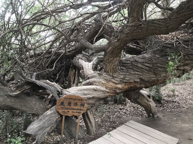 天山神木园旅行图片 2