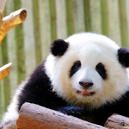 成都+成都大熊猫繁育研究基地+三星堆博物馆+都江堰+青城山3日2晚拼小团