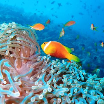 马尔代夫5日4晚自由行