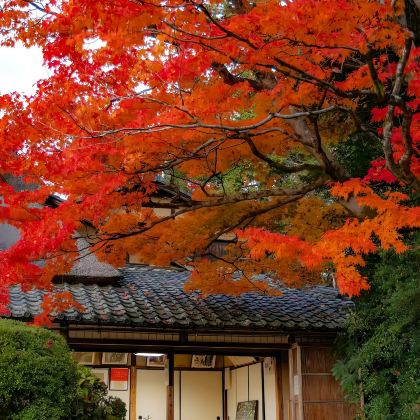 日本大阪+京都6日5晚私家团