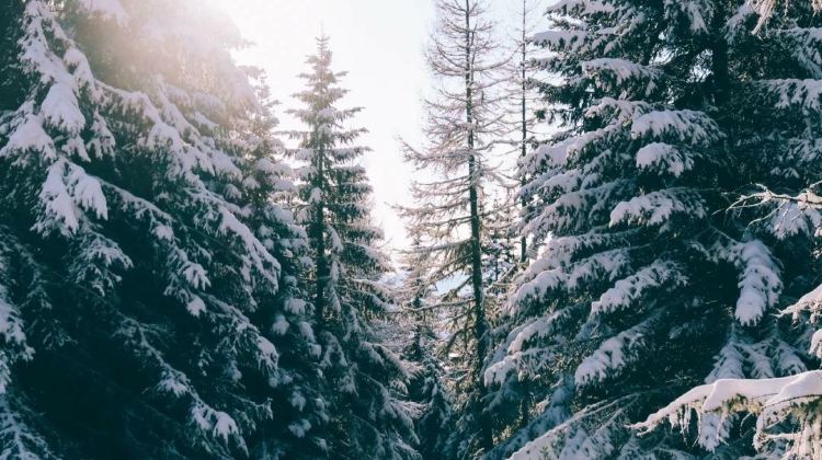 5-Day Mini group of up to 8 people,Harbin + Mohe + Arctic Village
