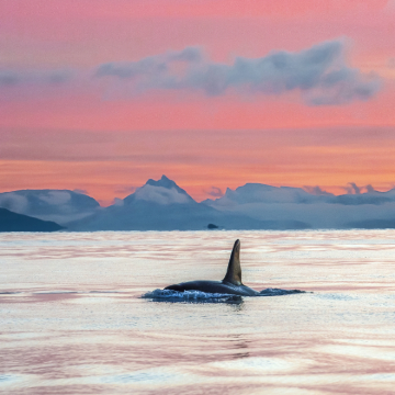 奥斯陆+卑尔根+罗弗敦群岛+安岛8日7晚自由行