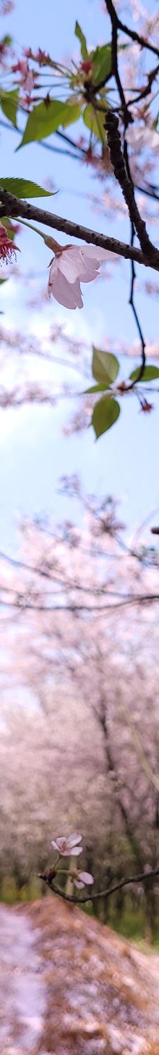 贵安樱花园-安顺