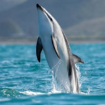 新西兰奥克兰12日10晚私家团