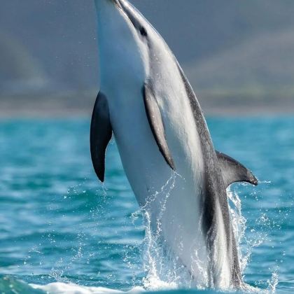 新西兰奥克兰11日9晚拼小团