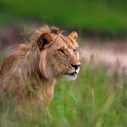 肯尼亚安博塞利+奈瓦沙湖+纳库鲁+地狱之门国家公园6日5晚私家团