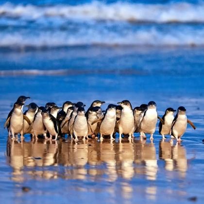 澳大利亚10日跟团游