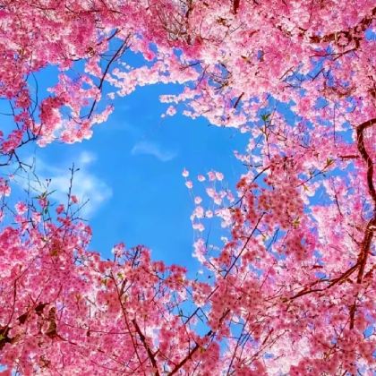 贵州贵阳+黄果树景区+荔波+西江千户苗寨+镇远古城+梵净山6日5晚私家团