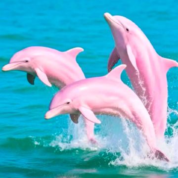 广西南宁+百色+崇左+钦州+北海+涠洲岛6日5晚拼小团