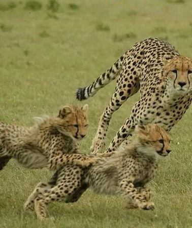 3D2N • 3-Days Masai Mara Group Safari with Maasai Village Visit