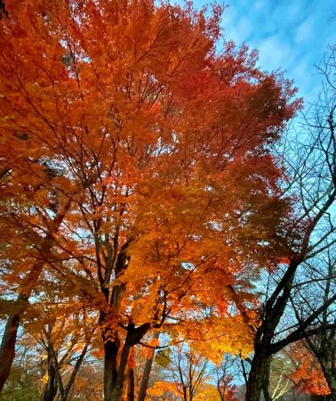 2D1N • Mt. Fuji Maple Leaves & Onsen 2DAY Tour Autumn Exclusive