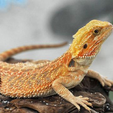 深圳+较场尾+杨梅坑+深圳世界之窗+锦绣中华民俗村+广州长隆旅游度假区6日5晚私家团