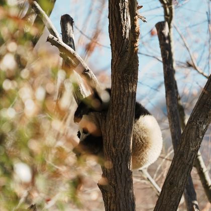 户外探索·四川唐家河自然保护区+卧龙大熊猫自然保护区6日5晚跟团游