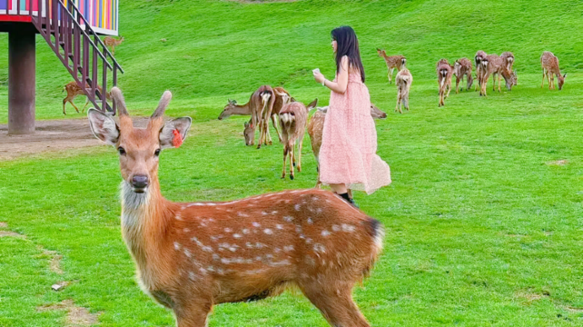 神农架5日4晚跟团游·云梦九湖+小众深度游+2N温德姆+康帝+6景全含+大九湖玩足4小时/晨曦雾语+喂小鹿