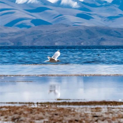 拉萨+日喀则+珠峰大本营+阿里+冈仁波齐+色林措+纳木措景区11日10晚私家团