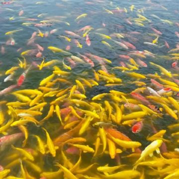 黄山+宏村+西递+婺源+九华山风景区+新安江山水画廊+徽州古城8日7晚跟团游