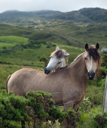 2D1N • 2-Day Connemara and Galway Bay Rail Tour from Dublin