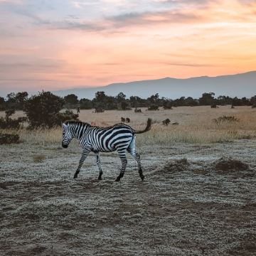 肯尼亚马赛马拉国家保护区+纳库鲁+桑布鲁自然保护区+奈瓦沙湖+安波塞利国家公园9日7晚私家团