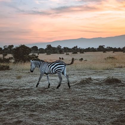 肯尼亚安博塞利+马赛马拉国家公园+纳库鲁+甜水野生动物保护区+奈瓦沙湖9日7晚拼小团