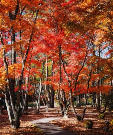 5D4N • Family Kanto Fuji Fun Trip: Theme Park Lake Cruise Experience + Multi Area Central Hotel Stay + Gotemba Premium Outlets + Landmarks Fuji + Q Highland Fun Highlight