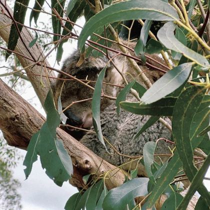 澳大利亚12日11晚拼小团