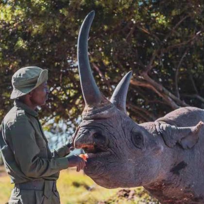 肯尼亚马赛马拉国家保护区+Ol Pejeta Conservancy5日4晚私家团