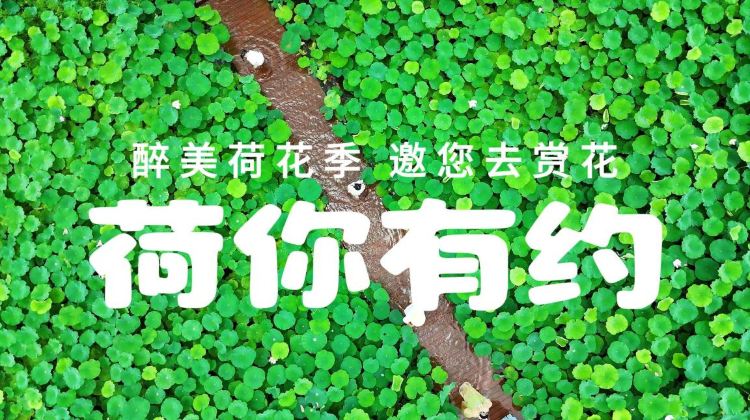 香港、深圳+6
