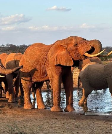 3D2N • 3-Day Safari in Tsavo East, Ngutuni & Salt Lick – Wildlife & Sunsets