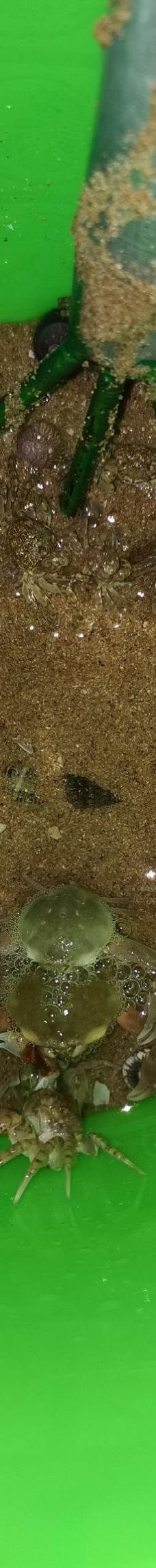 刘家湾赶海园-日照