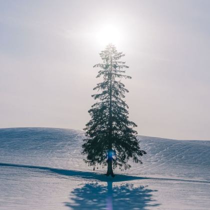 日本北海道7日6晚自由行