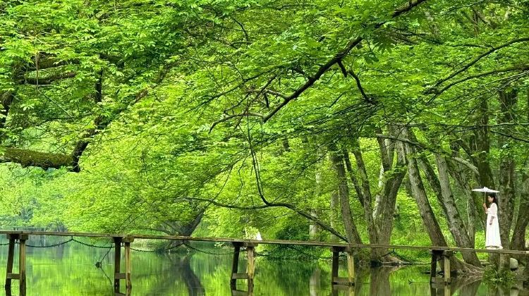 11-Day Shanghai, Hangzhou, Suzhou, Wuzhen, Jingdezhen, Wangxian Valley, Huangshan , Hongcun, Xixinan · 3 Intangible Cultural Heritage Experiences · Airport Transfer Upgrade · Complimentary Michelin Dining