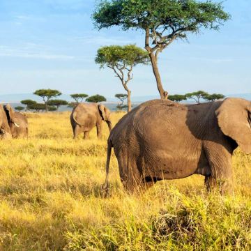 肯尼亚马赛马拉国家公园4日2晚拼小团