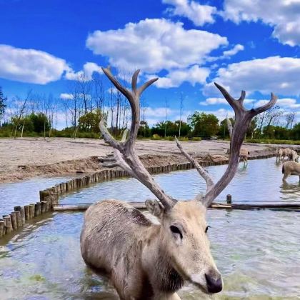 盐城+中华麋鹿园+大纵湖+盐镇水街2日1晚自由行