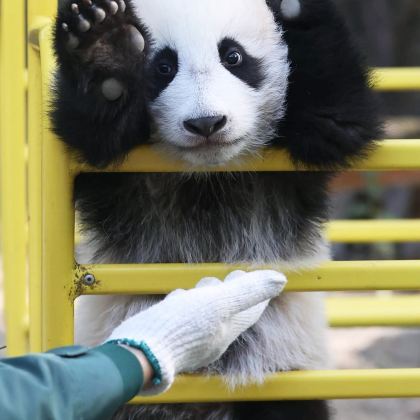 广州+广州长隆旅游度假区4日3晚拼小团