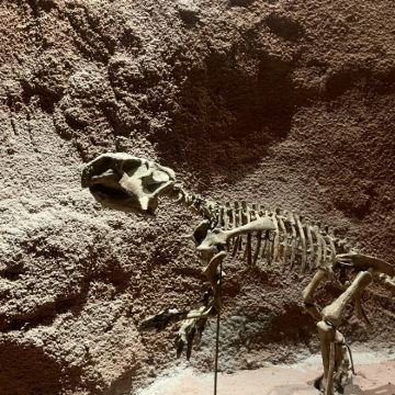 常州+天宁寺+青果巷+常州博物馆+中华恐龙园2日1晚私家团